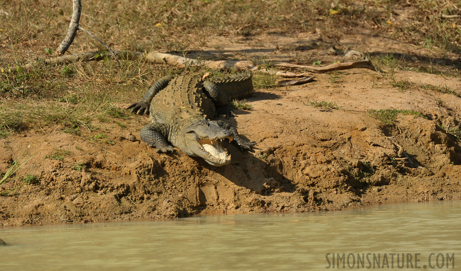 Crocodylus palustris [550 mm, 1/5000 Sek. bei f / 8.0, ISO 2500]